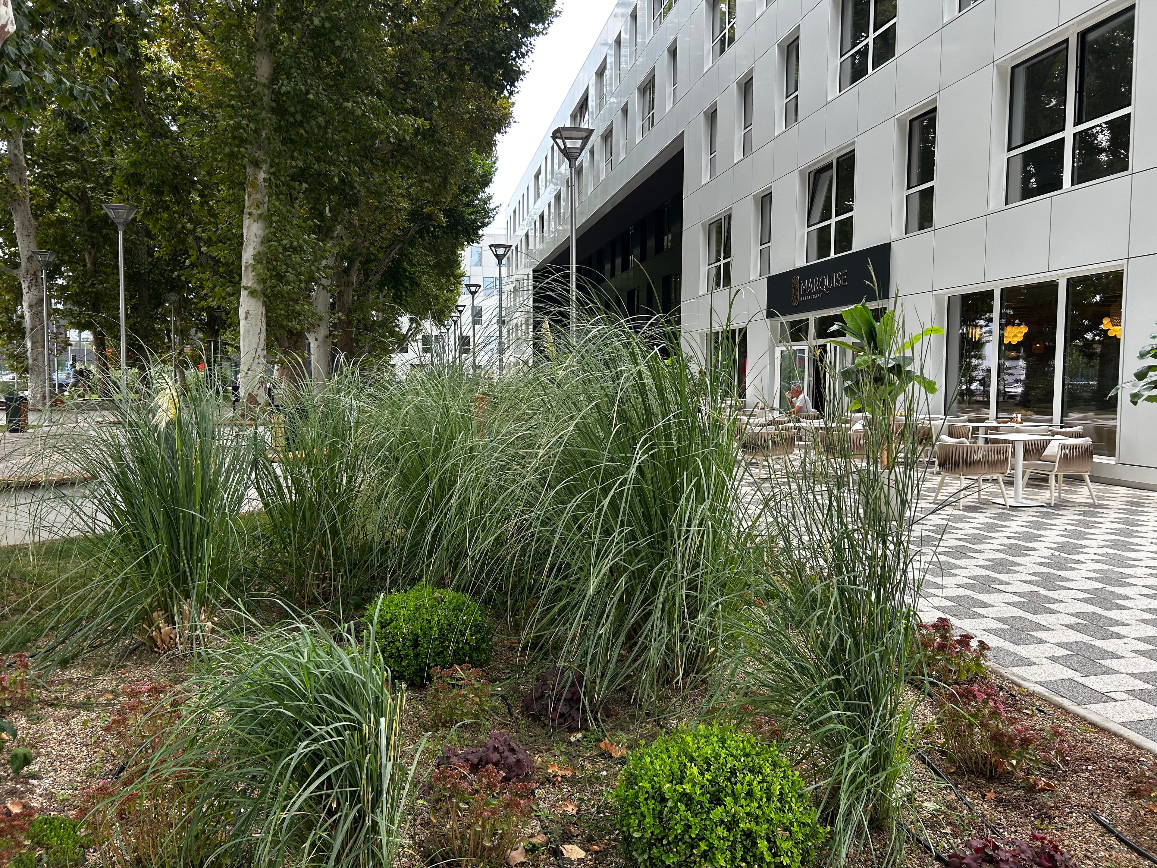 Tall ornamental grasses and shrubs fronting a modern white building with an outdoor restaurant patio.